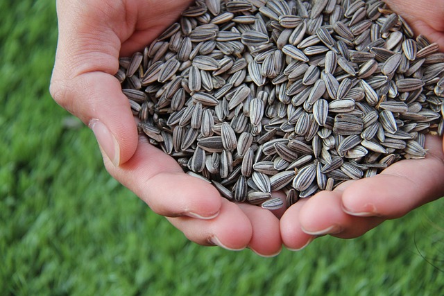 sunflower seed oil for skin